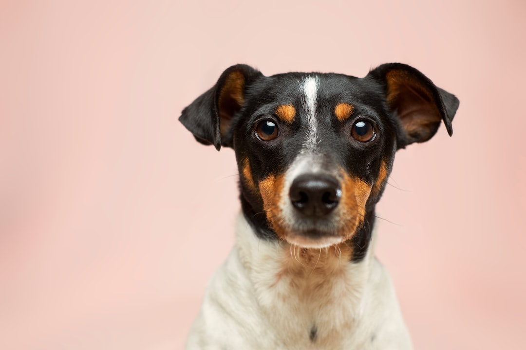 puppy pink background