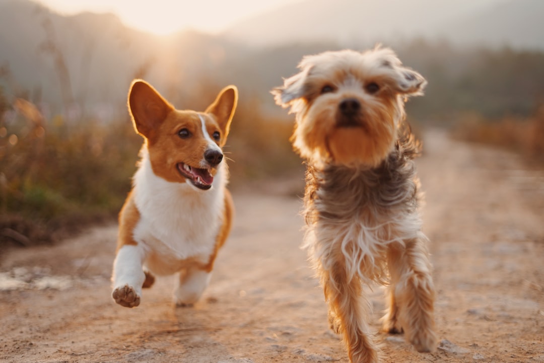 running dogs